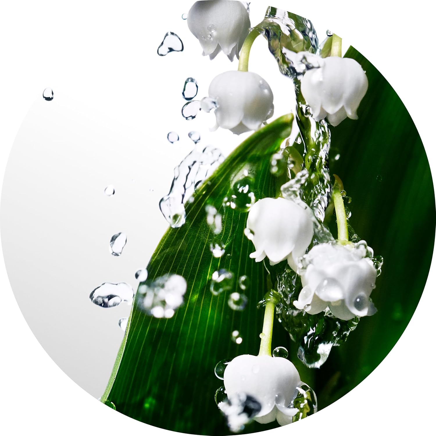 Davidoff Cool Water Eau de Toilette – Fresh Floral Women's Perfume – With Notes of Watermelon, Lily of the Valley & Musk – Long Lasting Fragrance